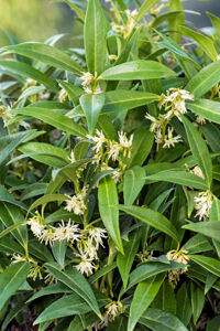 Obraz Sarcococca